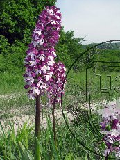 Ятрышник пурпурный 001